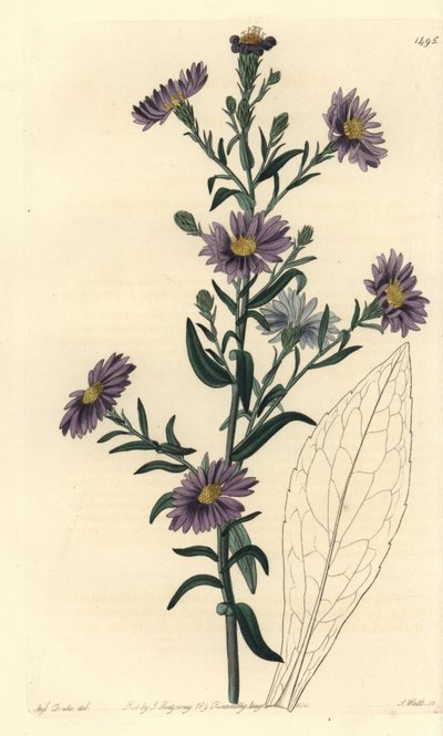 Aster-Varietät (Stich von S. Watts, Illustration von Sarah Drake) von Sydenham Teast Edwards