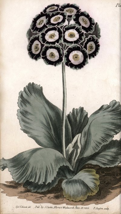 Aurikel oder Bärenohr (Kupferstich) von Sydenham Teast Edwards
