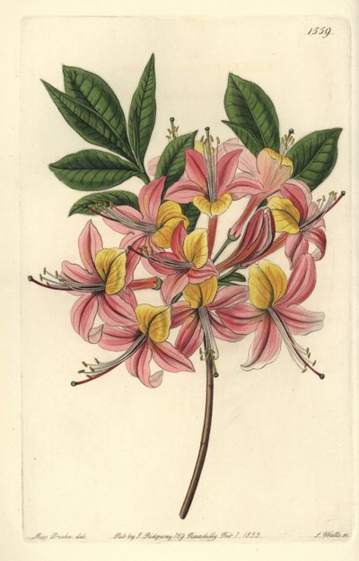 Gelbe Azalee, Rhododendron luteum von Sydenham Teast Edwards