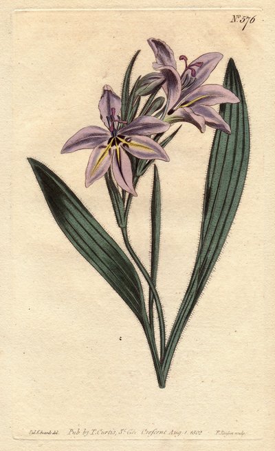 Baboonblume mit süßem Duft, Babiana plicata von Sydenham Teast Edwards