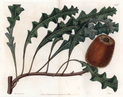 Banksia gardneri, Australische Oiginary von Sydenham Teast Edwards