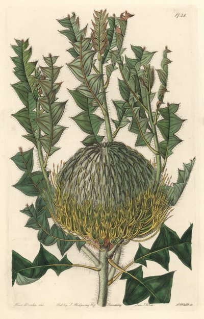 Banksia speciosa, ursprünglich aus Australien - Gravur von S. Watts nach einer Illustration von Sarah Anne Drake (1803-1857), aus dem Botanical Register von Sydenham Teast Edwards