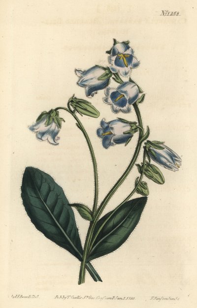 Barbue - Bärtige Glockenblume, Campanula barbata. Handkolorierter Kupferstich von F. Sansom Jr. nach einer Illustration von Sydenham Edwards aus William Curtis