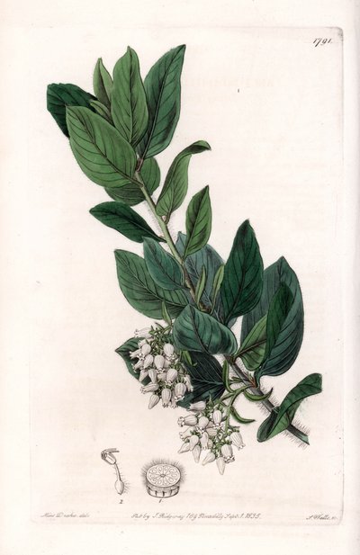 Bärentraube, ursprünglich aus Kalifornien - Gravur von S. Watts nach einer Illustration von Sarah Anne Drake (1803-1857), aus dem Botanical Register von Sydenham Edwards (1768-1819), England von Sydenham Teast Edwards