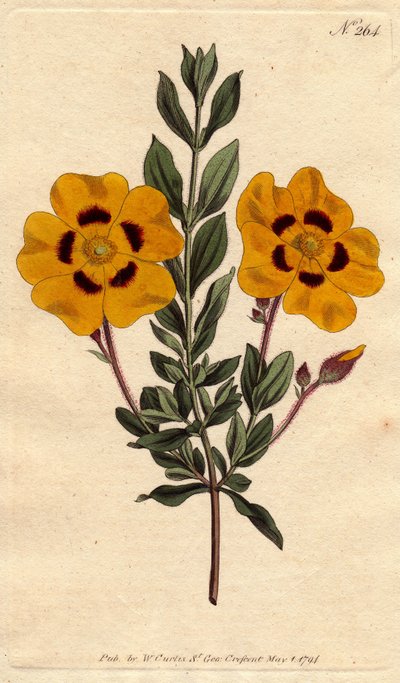Schöner Zistrose mit leuchtend gelben Blüten, verziert mit Karmesinrot, Cistus formosus von Sydenham Teast Edwards