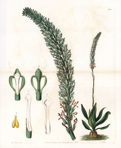 Schönes Sauroglossum von Sydenham Teast Edwards