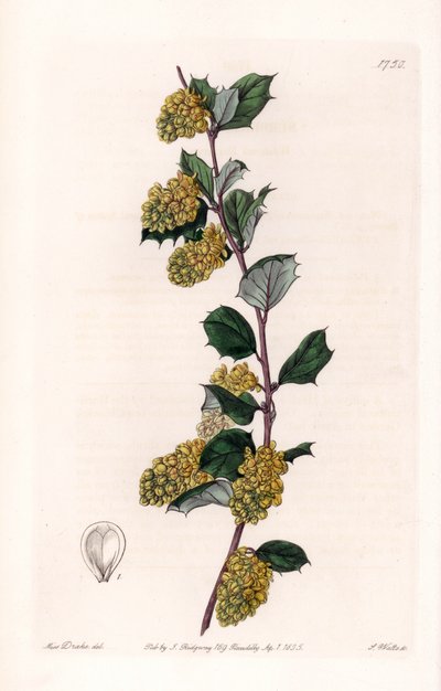 Berberis, aus dem Botanischen Register von Sydenham Edwards von Sydenham Teast Edwards