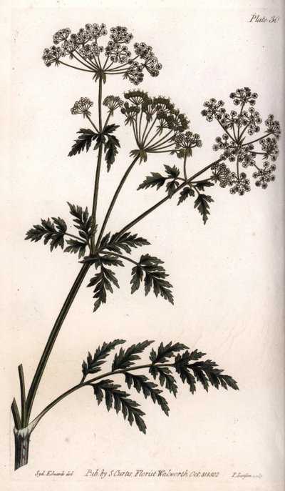 Großer Schierling von Sydenham Teast Edwards