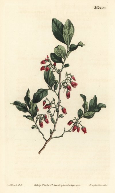 Schwarze Heidelbeere, Gaylussacia baccata (Rotblütige klebrige Heidelbeere, Vaccinium resinosum) - Handkolorierter Kupferstich von F. Sansom Jr. nach einer Illustration von Sydenham Edwards aus William Curtis