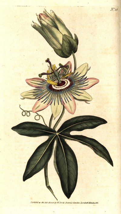 Blaue Passionsblume, Passiflora caerulea von Sydenham Teast Edwards