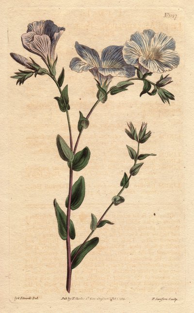 Blauer und weißer Lein mit hellblauen Blüten, heimisch in Europa, Linum ascyrifolium von Sydenham Teast Edwards
