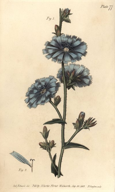 Blaue Wegwarte oder Gemeine Wegwarte von Sydenham Teast Edwards