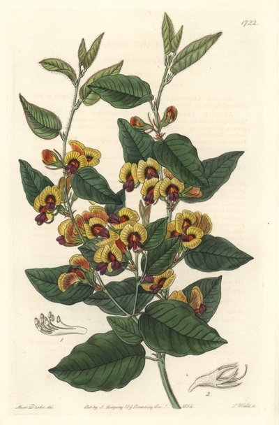 Bossiaea mit großen Blüten, australischen Ursprungs von Sydenham Teast Edwards
