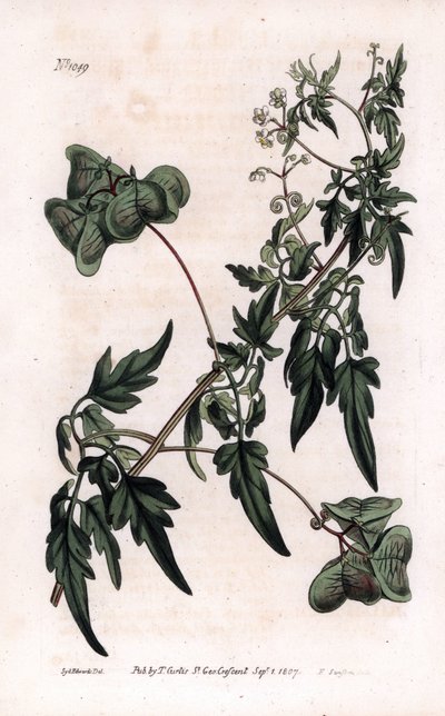 Botanik: Herzsamen oder Herz-Erbsen, Glattes Herzsamen oder Ballonpflanze, Cardiospermum halicacabum von Sydenham Teast Edwards