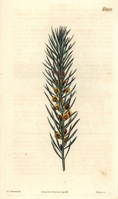 Zweig mit Nadeln eines Strauchs Daviesia Aicularis, heimisch in Australien. Illustration von Sydenham Edwards, Gravur von Weddell. Radierung in The Curtis Botanical Magazine, von Samuel Curtis von Sydenham Teast Edwards