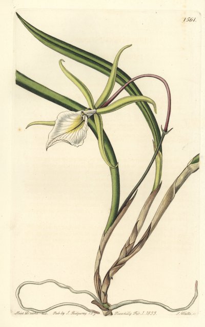 Brassavola perrinii von Sydenham Teast Edwards