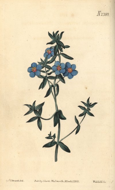 Breitblättriger Gauchheil, Anagallis latifolia. Handkolorierte Kupferstichgravur von Weddell nach einer botanischen Illustration von Sydenham Edwards aus William Curtis