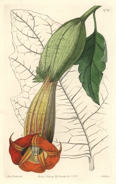 Brugmansia ecarlate oder Trompete der Engel, heimisch in Südamerika von Sydenham Teast Edwards
