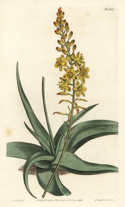 Bulbine-Varietät (Stich von F. Sansom Jr., Illustration von Sydenham Edwards) von Sydenham Teast Edwards