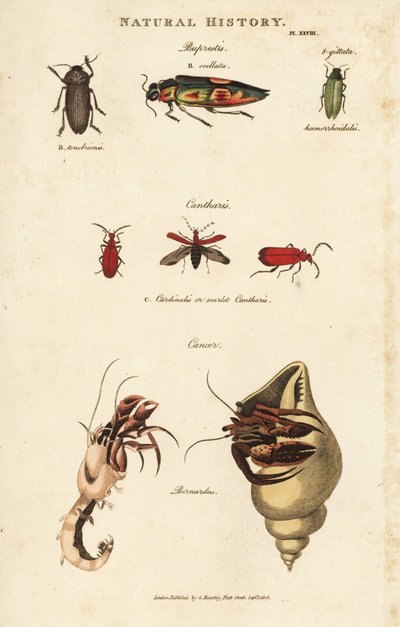 Bupreste und Pagure (Einsiedlerkrebs) von Sydenham Teast Edwards
