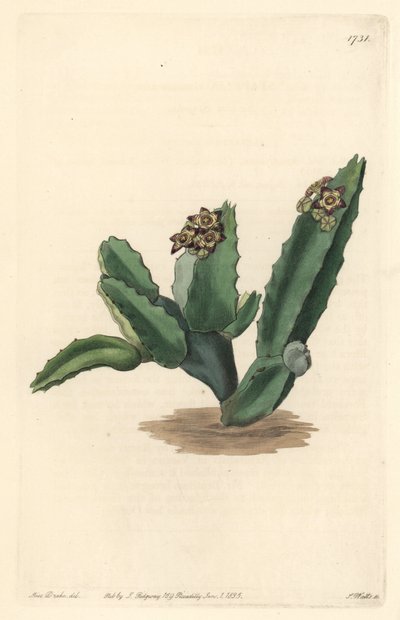 Kaktus Caralluma, heimisch in Sizilien - Starke Wasser von S. Watts nach einer Illustration von Sarah Anne Drake (1803-1857), aus dem Botanischen Register von Sydenham Teast Edwards