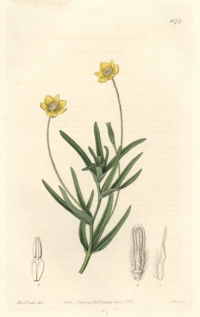 Kalifornischer Platystemon von Sydenham Teast Edwards