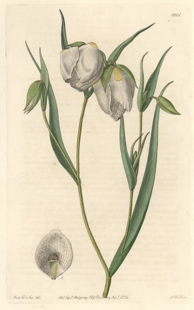 Calochorte (Mariposa) oder Cyclobothre mit weißen Blüten, heimisch in Kalifornien von Sydenham Teast Edwards