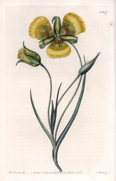 Calochortus von Sydenham Teast Edwards