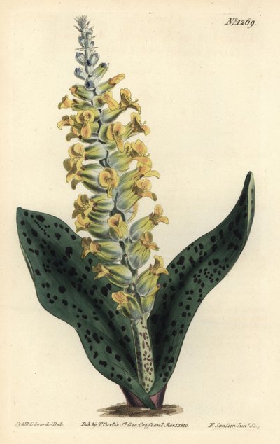 Kap-Hyazinthe (falsche Orchidee) - Gefleckte orchideenartige Lachenalie, Lachenalia orchioides. Handkolorierter Kupferstich von F. Sansom Jr. nach einer Illustration von Sydenham Edwards aus William Curtis