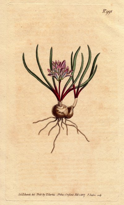 Kap-Hyazinthe, Polyzena corymbosa von Sydenham Teast Edwards