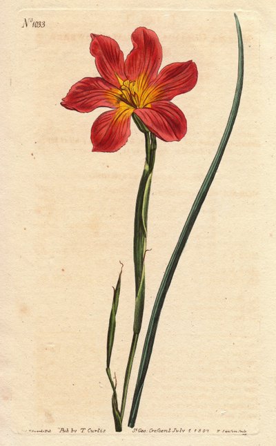 Kap-Tulpe, Moraea mit strohfarbenen und lachsrosa Blüten. Homeria collina (Moraea collina). Handkolorierter Kupferstich nach einer botanischen Illustration von Sydenham Edwards aus William Curtis