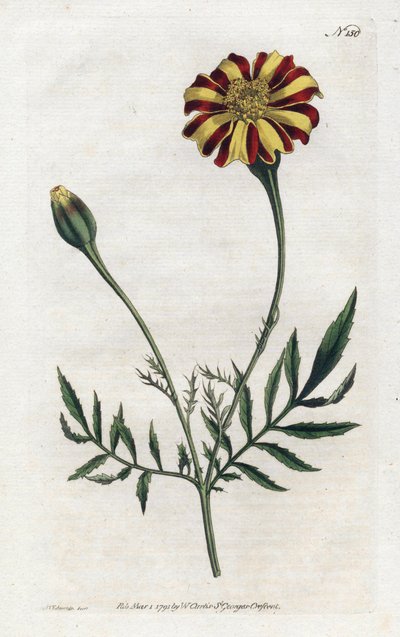 Indische Nelke oder Tagetes von Sydenham Teast Edwards