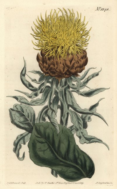 Riesen-Flockenblume von Sydenham Teast Edwards