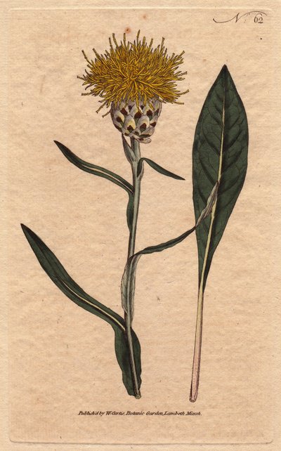Pastellblättrige Centaurea mit gelben flauschigen Blüten von Sydenham Teast Edwards