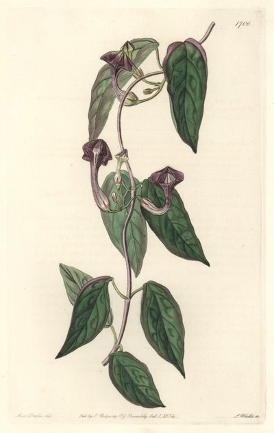 Ceropegia elegant, heimisch in Indien - Starkes Wasser von S. Watts nach einer Illustration von Sarah Anne Drake (1803-1857), aus dem Botanical Register von Sydenham Teast Edwards