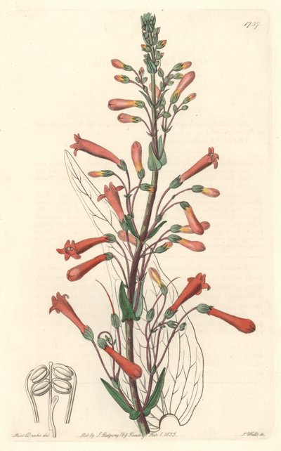 Chelone (oder Galane) mit Baldrianblättern, heimisch in Kalifornien von Sydenham Teast Edwards