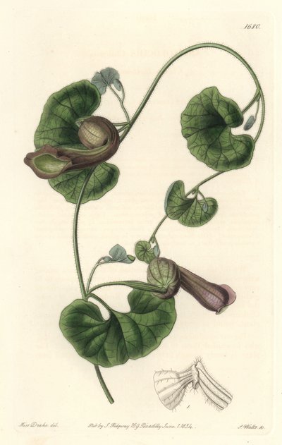 Chilenische Aristolochia oder Fuchsohren von Sydenham Teast Edwards