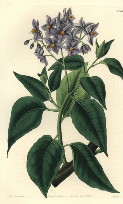 Chilenischer Kartoffelbaum von Sydenham Teast Edwards