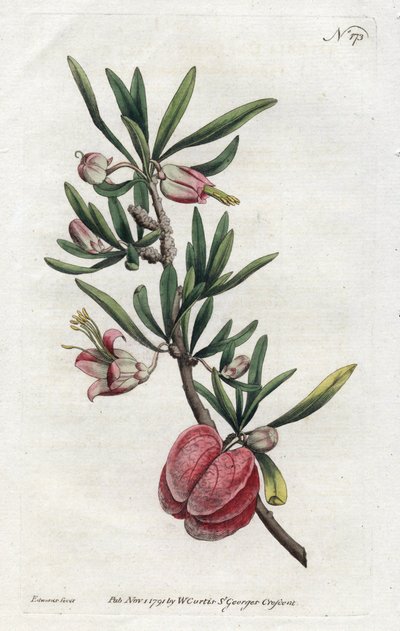 Chinesische Laterne oder Nymania - Lithographie von Sydenham Edwards (1768-1819), aus dem Botanical Magazine von William Curtis (1746-1799) von Sydenham Teast Edwards