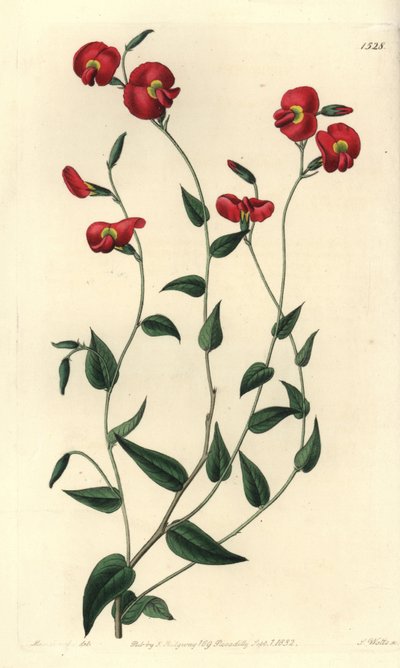 Chorizema ovatum von Sydenham Teast Edwards