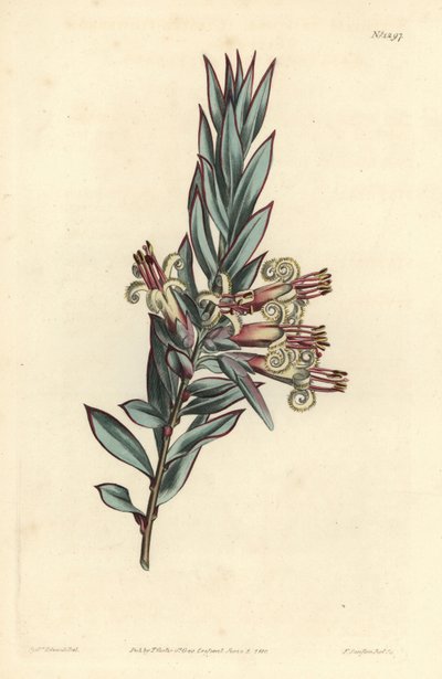 Büschelblütige Styphelia, Styphelia triflora. Handkolorierte Kupferstichgravur von F. Sansom Jr. nach einer Illustration von Sydenham Edwards aus William Curtis