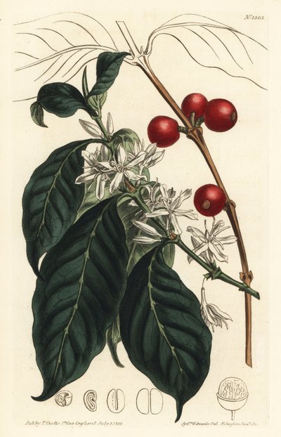 Kaffeebaum arabica - Kaffeebaum, Coffea arabica. Handkolorierte Kupferstichgravur von F. Sansom Jr. nach einer Illustration von Sydenham Edwards aus William Curtis