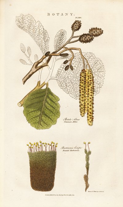 Gemeine Erle und Bartramiamoos von Sydenham Teast Edwards