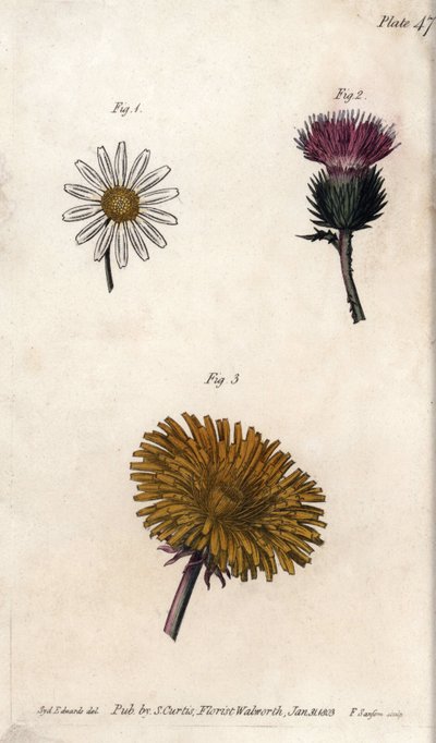 Zusammengesetzte Blüten: Präpacket, Eselsdistel und Löwenzahn (Kupferstich) von Sydenham Teast Edwards