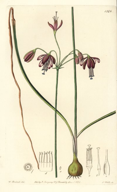 Koralle aus Mexiko - Bessera elegans von Sydenham Teast Edwards