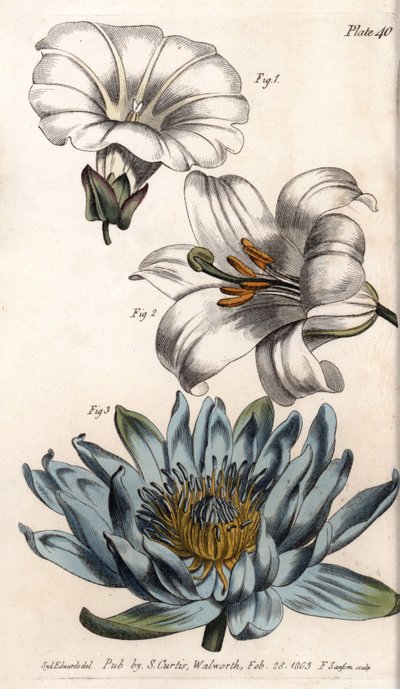 Krone: Feldrand (Blume mit einem Blütenblatt), Lilie (hexapetal) und Lilie (polypetal) (Kupferstich) von Sydenham Teast Edwards
