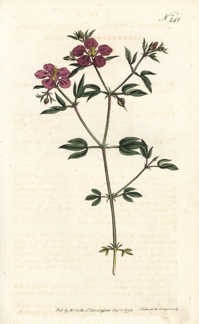 Kretische Fagonia von Sydenham Teast Edwards