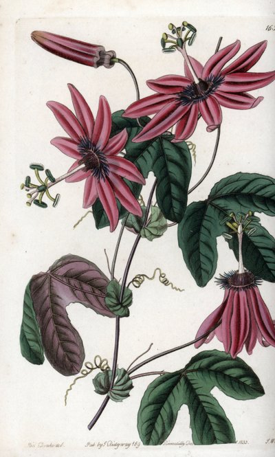 Purpurrote Leidenschaft von Sydenham Teast Edwards