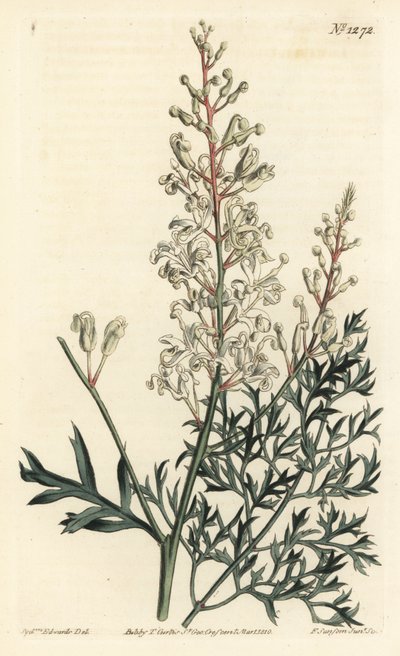 Krause Busch oder Petersilienfarn (Schwefelwurzblättrige Lomatia), Lomatia silaifolia von Sydenham Teast Edwards