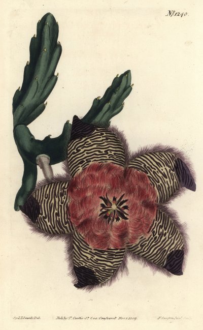 Gepolsterte Stapelie, Stapelia pulvinata. Handkolorierter Kupferstich von F. Sansom Jr. nach einer Illustration von Sydenham Edwards aus William Curtis